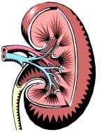 A colorful drawing of a kidney. Shown are the incoming and outgoing blood vessels, illustrated in light blue and dark pink, respectively.