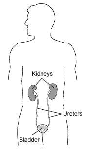  Sketch of an outline of the top portion of a person, showing placement of the kidneys, ureters and bladder.