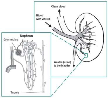 Schematic drawing of a kidney. Shown is blood with wastes entering the organ, and clean blood and urine exiting. An enlarged section of part of the drawing focuses on the nephron, showing the glomerulus and the tubule.