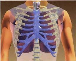 A drawing of the human chest cavity showing the clavicle, vertebrae, ribs and lungs.
