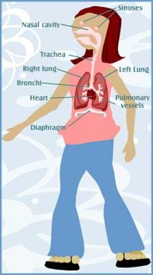 A drawing of a girl showing her respiratory system. Labeled are the nasal cavity, the trachea, the right and left lungs, the bronchi, the heart, the pulmonary vessels and the diaphragm.