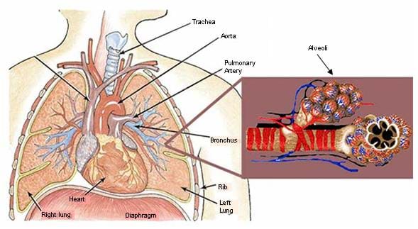 Drawing of the chest cavity (including the heart), with a magnified image of the alveoli off to the right side of the image.