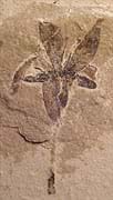 Photo shows fossilized flower in pinkish-brown stone.