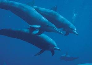 Photograph of four dolphins swimming in ocean waters.