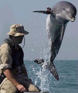 Image of a dolphin jumping above the ocean. A small underwater camera is attached to one fin. A man in military fatigues is sitting in the boat watching the dolphin jump.