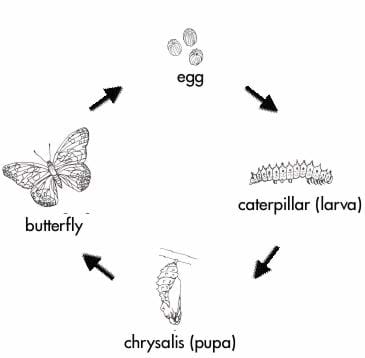 A black and white drawing of the four stages in a butterfly's life cycle: egg, caterpillar (larva), chrysalis (pupa) and butterfly. 