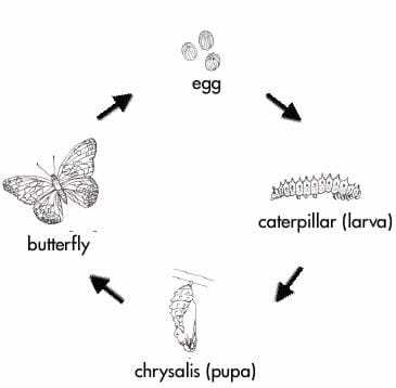 Butterfly Life Cycle Worksheet By The Artful Classroom Tpt
