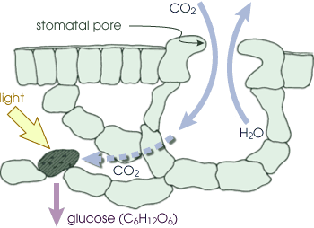 An image illustrating the process of photosynthesis within the structure of a plant.