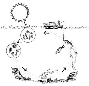 A drawing of the nutrient cycle, or the food chain, shows the process of photosynthesis and the connection between the plant and animal world.