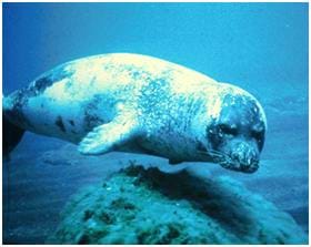 A photograph of a Mediterranean Monk Seal swimming underwater. The seal is now extinct.