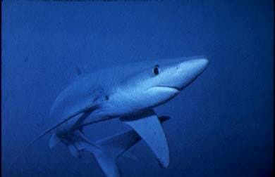 An underwater photograph shows a blue shark swimming by