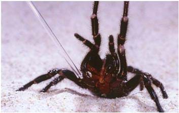 A photograph shows a black and furry spider with a clear tube next to it. The venom is extracted through the tube.