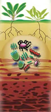 A drawing of two plants showing illustrating their roots underneath the soil. The plants' roots lead to naturally occurring bacteria and fungi that break down contaminants, shown as dark-colored stains far beneath the roots.