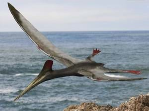 An artists' rendering of a pterodactylus, a prehistoric flying bird.