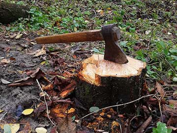 An axe stuck in a cut down tree stump.