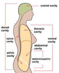 A side view cut-away (sagittal) schematic of a human shows the locations of the following cavities: cranial, dorsal, thoracic, spinal, ventral, abdominal, pelvic and abdominopelvic.