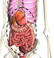 A front view drawing shows an under-skin view of a human torso with bones and organs, with a dashed line encircling the abdominal cavity.