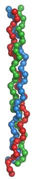 A computer-generated graphic shows a collection of red, blue and green balls, representing molecules, arranged into three strands that are twisted around each other into a long, rope-like helical structure.