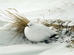 Un lagópodo durante el invierno en la tundra