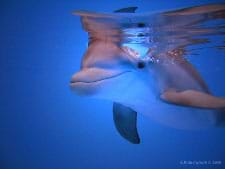 Underwater photo of a dolphin calf swimming right below the water surface, looking into the camera.