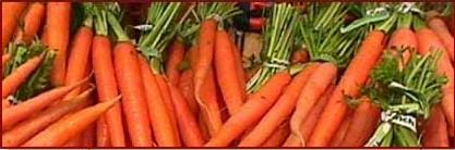 A photograph of bunches of orange carrots with intact green stems.