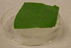 Photo shows a piece of a lotus leaf on a melting ice cube in a Petri dish.