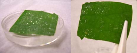 Two photos: (left) A sparkling of small water droplets on a lotus leaf resting on an ice cube. (right) The same lotus leaf held at an angle using a tweezers, showing the droplets not rolling off.