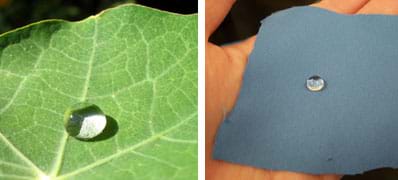 Two photos show bead-shaped water droplets, one on a lotus leaf (left) and one on a piece of blue cloth (right).