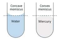 The image shows a diagram of the meniscus of water and the meniscus of mercury in the same glass test tubes. Water has a concave meniscus while mercury has a convex meniscus.