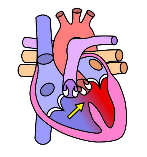 A graphic illustrating the human heart.