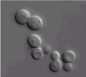 A black and white image shows a cluster of nine circular objects.