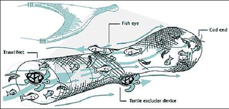 A line drawing shows a tube-shaped trawl net with two mid-way escape pathways, a fish eye and a turtle excluder device, with the target species, cod, accumulating at the far closed end of the tube.