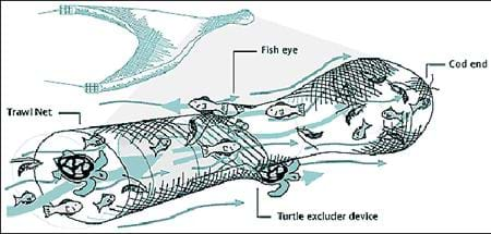 Caught in the Net: Bycatch vs.Target Species in Ocean Fishing