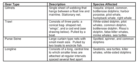 A three- column by four-row table provides gear type, description and species affected. Row 1: Gillnets are a single sheet of webbing that hangs between a float line and mainline; a stationary net. Species affected: Vaquita; striped, common bottlenose dolphins; harbor porpoise, pilot whale, humpback whale, right whale. Row 2: A trawl consists of three parts: a conical bag-shaped net, "wings," and a cod end (see drawing below); pulled by a boat. Species affected: White-sided dolphin, pilot whales, common dolphin, bottlenose dolphin, Risso's dolphin, false killer whales, minke whales, sea turtles. Row 3: A Purse seine is a large curtain-type nets with small mesh size; pulled by two boats to encircle fish. Species affected: Spotted, spinner and common dolphins. Row 4: A longline consists of a long, central line to which smaller lines are attached at regular intervals spaced several feet apart. Species affected: Seabirds, sea turtles, killer whales, shite-sided dolphins.