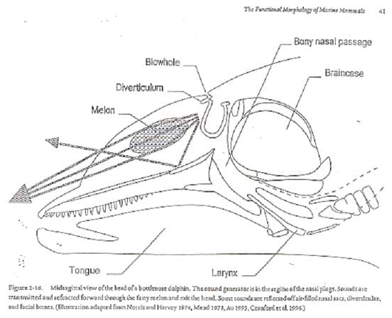 A side-view sketch identifies: tongue, larynx, melon, divereticulum, blowhole, bony nasal passge and braincase.