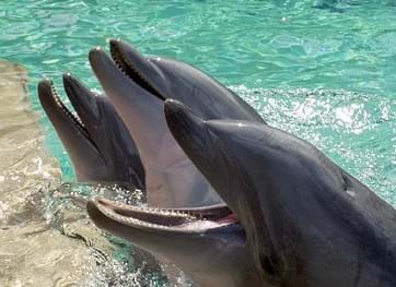 A photograph shows three dolphins raising ther heads and opening their mouths at the edge of a pool.