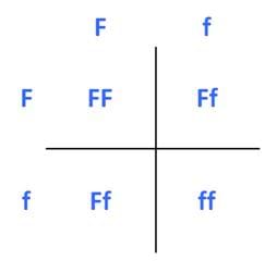 A Punnett square shows capital (dominant genes) and lower-case (recessive genes) letter Fs (representing the trait of freckles) in the four squares formed by a plus sign-shaped grid. Using the combination of genes in which each parent has freckles (the dominant trait) but also have the recessive allele results in a 25% chance of the child having FF genotype (freckles), a 50% chance of having Ff genotype (freckles with recessive allele present), and a 25% chance of having no freckles (recessive).