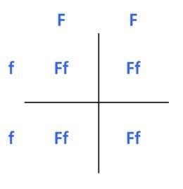 A Punnett square shows capital (dominant genes) and lower-case (recessive genes) letter Fs (representing the trait of freckles) in the four squares formed by a plus sign-shaped grid. Using the combination of genes in which one parent has a homogenous genotype with freckles (FF) and the other parent has a homogeneous recessive genotype (ff), results in a 100% chance of the child having freckles (with a recessive allele) due to the presence of the F (dominant) allele.