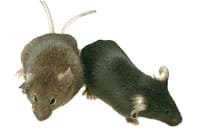 A photograph of two brown mice.