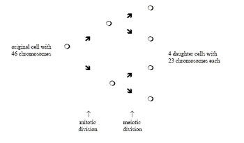 A chromosome diagram shows an original cell with 46 chromosomes going through two division stages to result in four daughter cells with 23 chromosomes each.