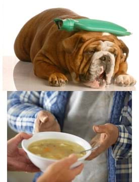Two photos: A dog lies on his tummy with a hot water bottle on his head, one person hands another a bowl of soup.
