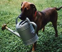 Photograph shows a dog holding a watering can in his mouth.