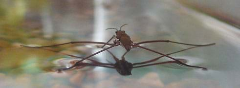 A long-legged insect rests on the water's surface.