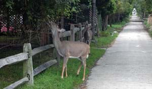 A photograph shows a deer reaching up to eat leaves from a tree.