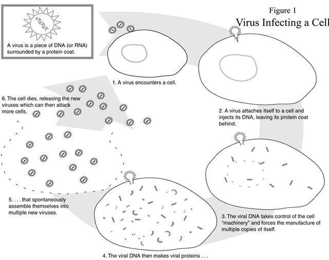 Figure 1. A diagram with simple drawings illustrates a virus infecting a cell. A virus is a piece of DNA (or RNA) surrounded by a protein coat. 1. A virus encounters a cell. 2. A virus attaches itself to a cell and injects its DNA, leaving its protein coat behind. 3. The viral DNA takes control of the cell "machinery" and forces the manufacturer of multiple copies of itself. 4. The viral DNA then makes viral proteins... 5. ...that spontaneously assemble themselves into multiple new viruses. 6. The cell dies, releasing the new viruses, which can then attach more cells. 