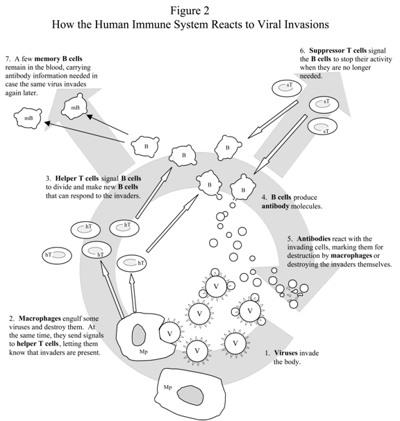 Figure 2. A diagram depicting how the human immune system reacts to viral invasions. 1. Viruses invade the body. 2. Macrophages engulf some viruses and destroy them. At the same time, they send signals to helper T cells, letting them know that invaders are present. 3. Helper T cells signal B cells to divide and make new B cells that can respond to the invaders. 4. B cells produce antibody molecules. 5. Antibodies react with the invading cells, marking them for destruction by macrophages or destroying the invaders themselves. 6. Suppressor T cells signal the B cells to stop their activities when they are no longer needed. 7. A few memory B cells remain in the blood, carrying antibody information needed in case the same virus invades again later.