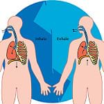 preview of 'Creating Model Working Lungs: Just Breathe ' Activity