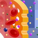 preview of 'Just Like Kidneys: Semipermeable Membrane Prototypes' Activity