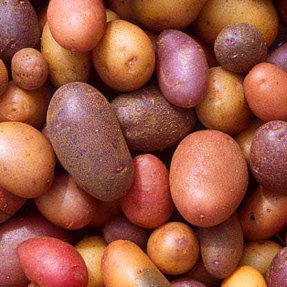 preview of 'Engineering Polymers from Potatoes' Activity