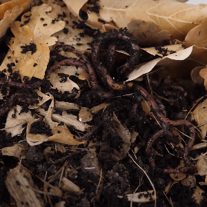 preview of 'Soil from Spoiled: Engineering a Compost Habitat for Worms' Activity